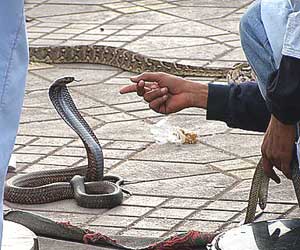 A snake charmer in Marrakech - photos by Kent E. St. John.