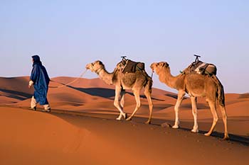 morocco camels
