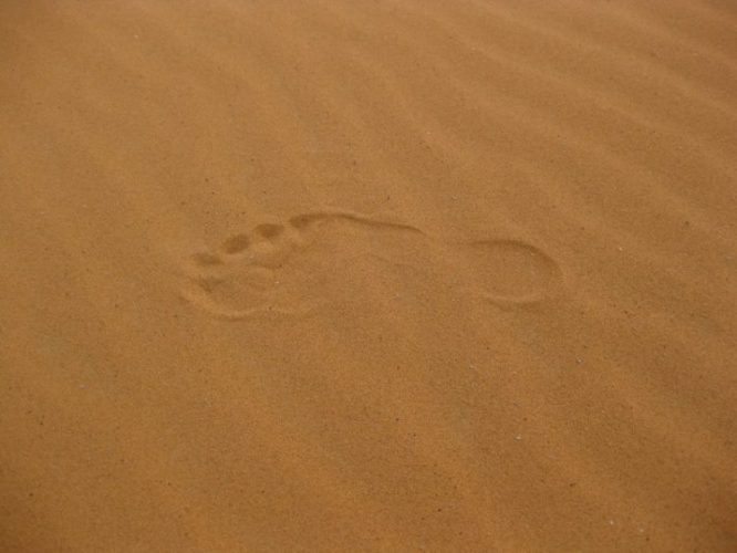 Soon this footprint will be forgotten in the Western Sahara.