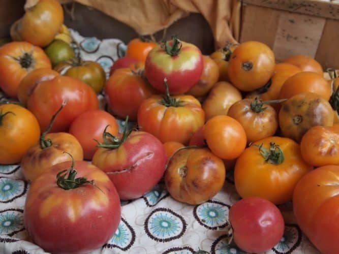 Heirloom tomatoes for sale at a Vermont farm.