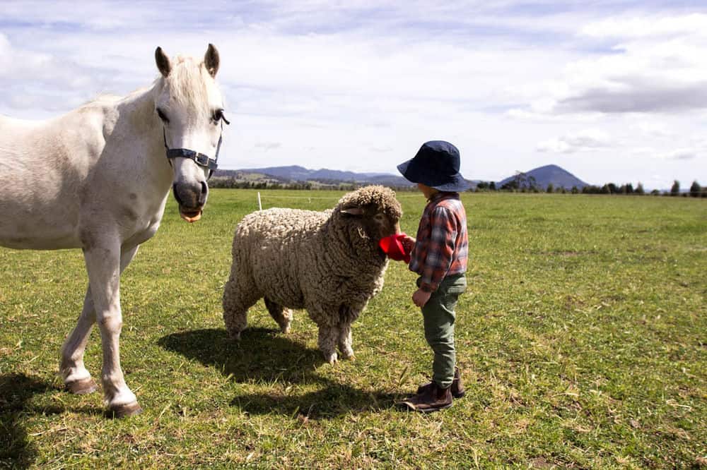 Staying on a farm is a popular pastime for many families. 