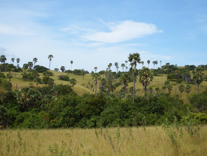 Unique landscape of Komodo National Park
