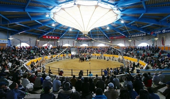 Uwajima bull fighting arena. Japan guide photo