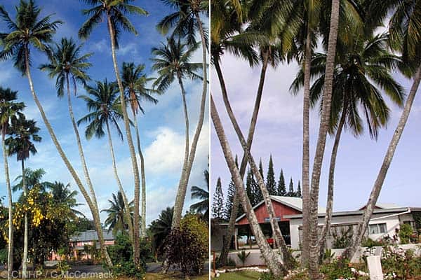 seven in one coconut tree, Cook Islands biodiversity