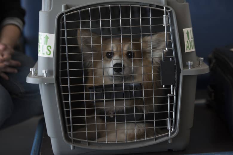 Dogs need to be in crates when traveling on airplanes. 