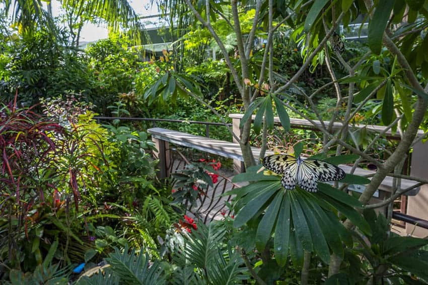 One of the new exhibits at the Florida Museum of Natural History is the Butterfly Rainforest.