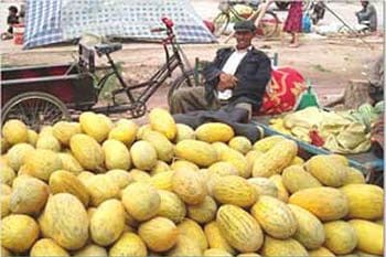 kashgar melons