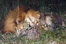 Lions can be seen occasionally.