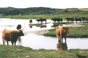 Long-haired cattle