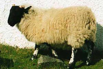 hebrides-sheep