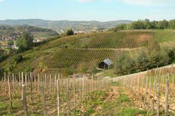 croatian vineyard