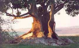 The Ombu Tree