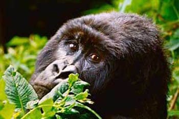 Sadly, mountain gorillas are nearing extinction.
