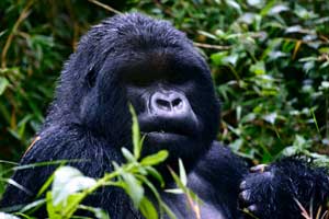 There are about 380 gorillas in Virunga National Park.