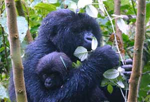 A young gorilla shares its mother's nest until it reaches the age of about three. in the Jungle of the Congo.