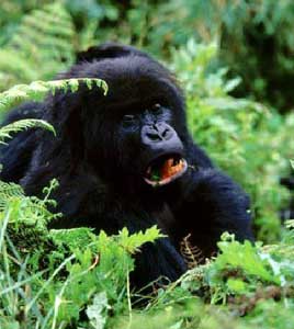 Adult gorillas eat about 60 pounds of vegetation per day. Gorilla in the Democratic Republic of Congo.