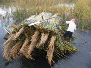 Gathering reeds for building boats and houses