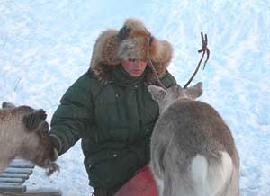 Reindeer dinnertime