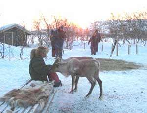 Gabba Park and reindeer herds