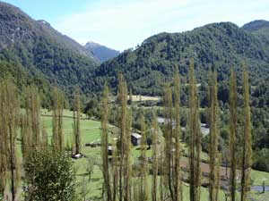 Pine forest in Chile.