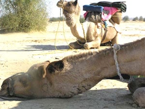 Camels in the Sahara Desert