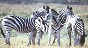 Zebras