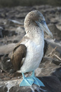 A bluefooted booby