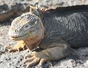 A marine iguana soaking up the sun 