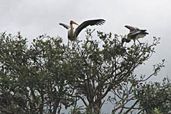 Indian storks