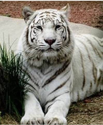 White Tiger at York's Wild Kingdom