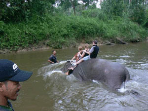 Swimming with elephants at the Kuala Gandah Elephant sanctuary in Malaysia.