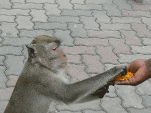 Monkeys in Malaysia: enjoying snacks at the Batu Caves, outside of Kuala Lumpur, Malaysia.