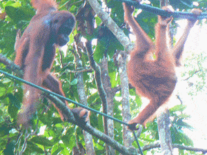 Orangutans swinging in Sarawak, Malaysia. photos by Max Hartshorne