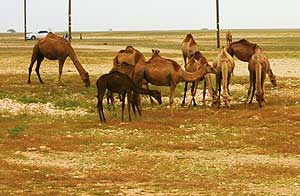 Camels by the roadside
