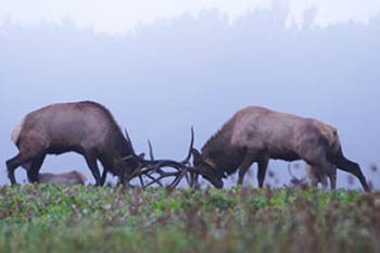elks fight