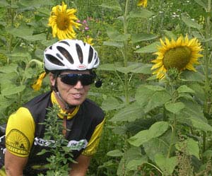 tuscan sunflowers