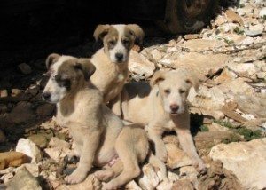 Puppies in Greece.
