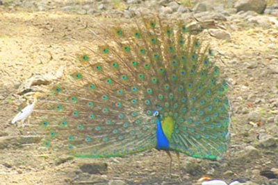 dancing peacock
