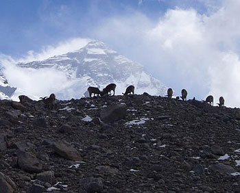 Wild antelope graze at the foot of Mt. Everest