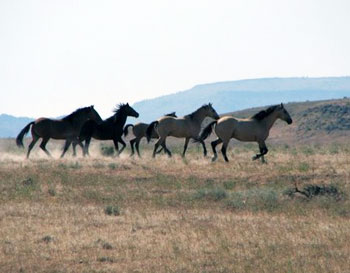 Wild mustangs near Sand Creek in Surprise Valley California.