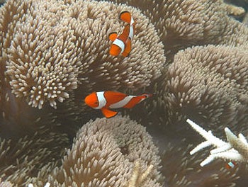 The author says the Raja Ampat Islands offer the best snorkeling in the world. Photos by Gail Taylor