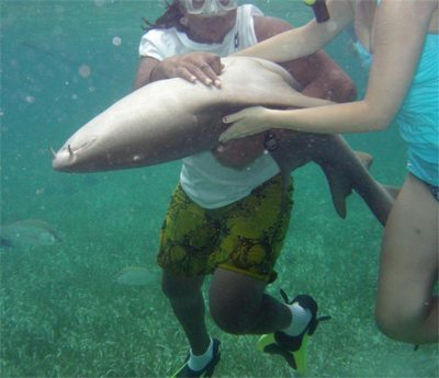 Sharks in Belize