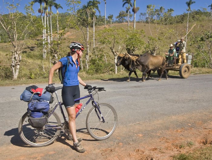 bike oxen large