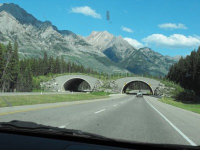 Wildlife overpass in Banff National Park British Columbia