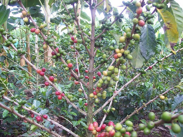 Coffee beans on the vine in Colombia's Coffee Triangle. Harrison Fox photo.