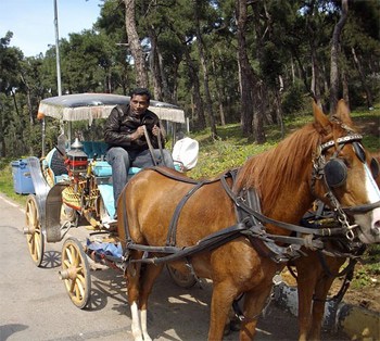 Horse carriage on the Princes Islands, near Istanbul, Turkey. photos by Inka Piegsa-Quischotte.