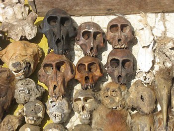 Skulls at Fetish Market