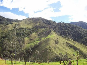 Wax Palms at Corcora Valley in the center of Colombia. 