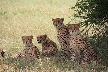 Cheetahs