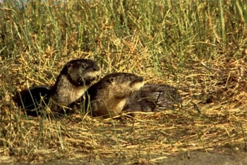 Otters at the Quivira National Wildlife Refuge in Kansas